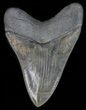 Glossy, Serrated, Megalodon Tooth #40255-2